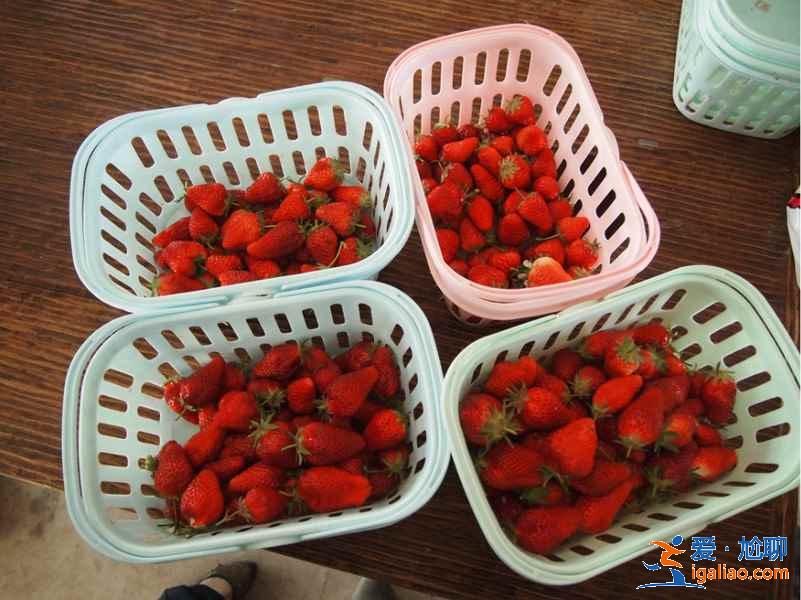重慶春天哪里好玩,8個(gè)市內(nèi)好去處? 重慶春天哪里好玩,8個(gè)市內(nèi)好去處?