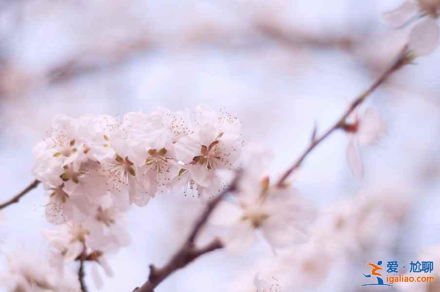 天津賞桃花推薦，天津賞桃花攻略，天津有哪些賞桃花的地方？