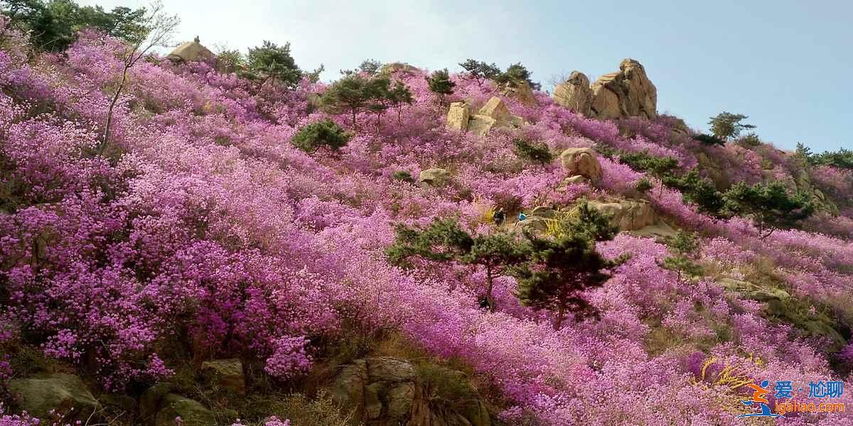青島春季賞花有什么推薦，青島春季都有哪些花，青島最佳賞花地推薦？