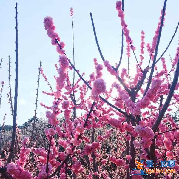 青島春季賞花有什么推薦，青島春季都有哪些花，青島最佳賞花地推薦？