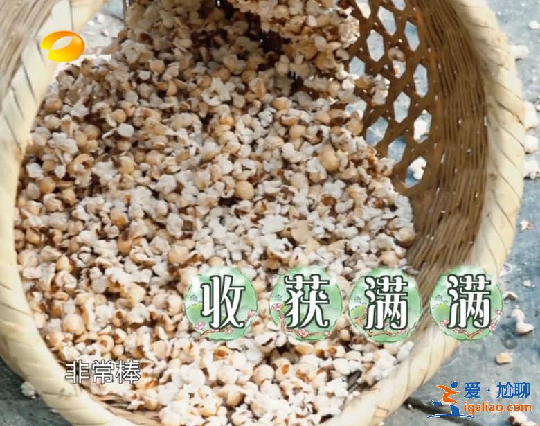 《向往的生活3》池子又炸一鍋爆米花，吼聲壯膽彭昱暢被震懵
