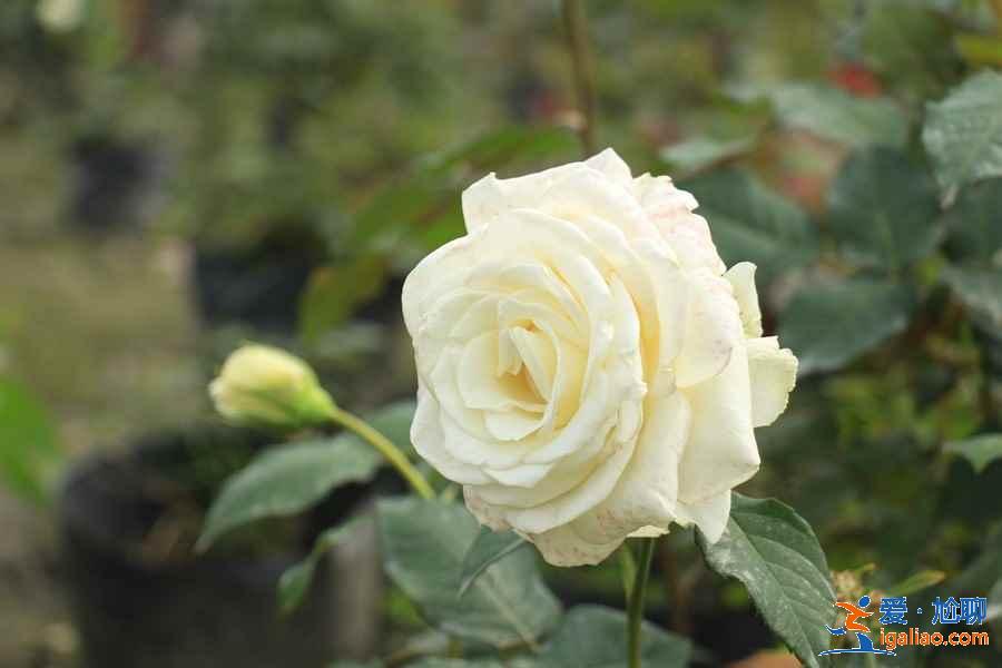 廣州4月賞花有什么推薦，廣州4月最適合賞花的地方是哪里？