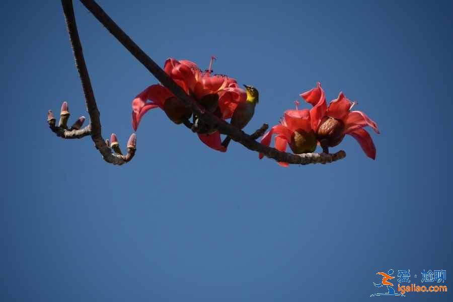 廣州4月賞花有什么推薦，廣州4月最適合賞花的地方是哪里？