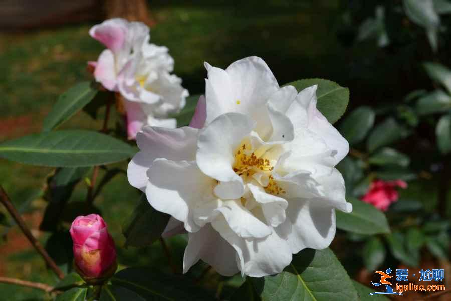 廣州4月賞花有什么推薦，廣州4月最適合賞花的地方是哪里？