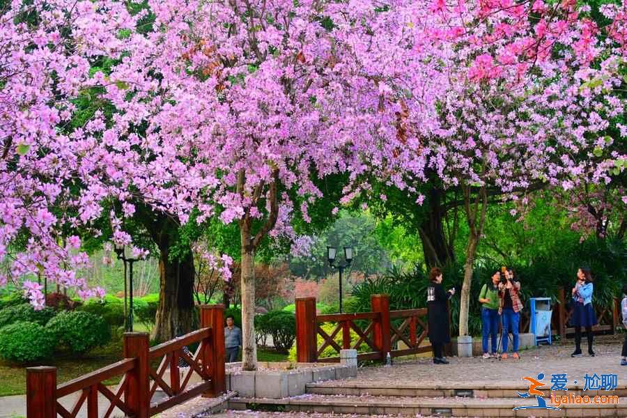 廣州4月賞花有什么推薦，廣州4月最適合賞花的地方是哪里？