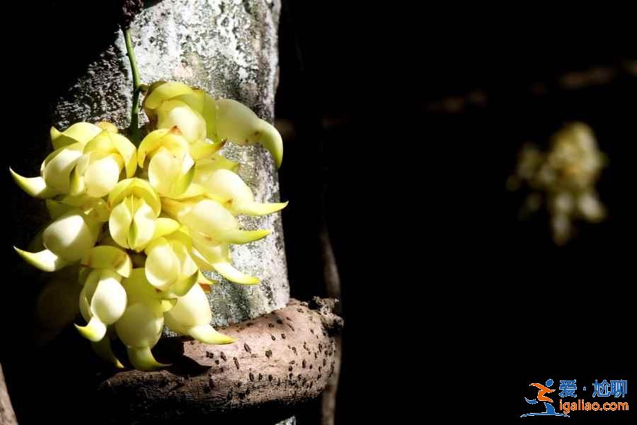 廣州4月賞花有什么推薦，廣州4月最適合賞花的地方是哪里？