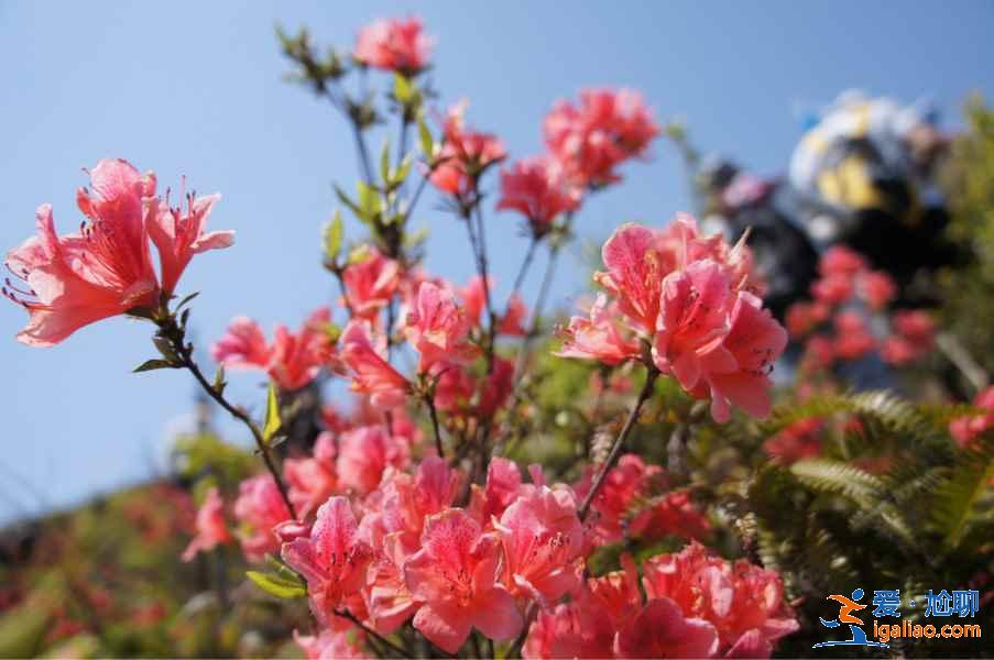 廣州4月賞花有什么推薦，廣州4月最適合賞花的地方是哪里？