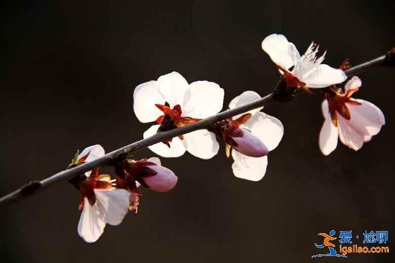 今年春天珠海賞花去哪里，珠海賞花這8個(gè)品種最美，珠海最美賞花地推薦？