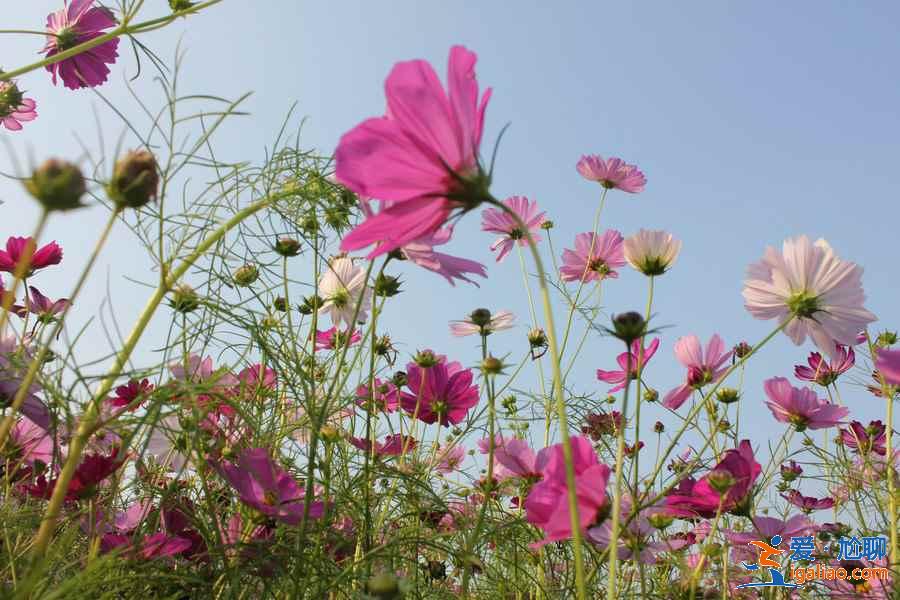 今年春天珠海賞花去哪里，珠海賞花這8個(gè)品種最美，珠海最美賞花地推薦？
