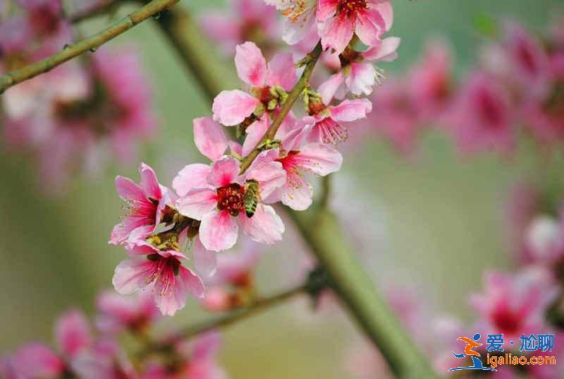 今年春天珠海賞花去哪里，珠海賞花這8個(gè)品種最美，珠海最美賞花地推薦？