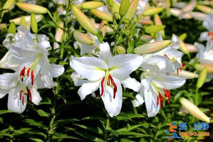 今年春天珠海賞花去哪里，珠海賞花這8個(gè)品種最美，珠海最美賞花地推薦？