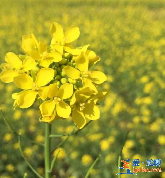今年春天珠海賞花去哪里，珠海賞花這8個(gè)品種最美，珠海最美賞花地推薦？