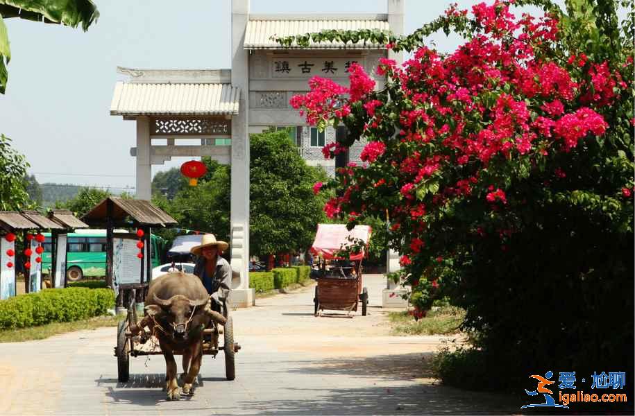 去“中國綠城”南寧，來一趟“凈肺”之旅？