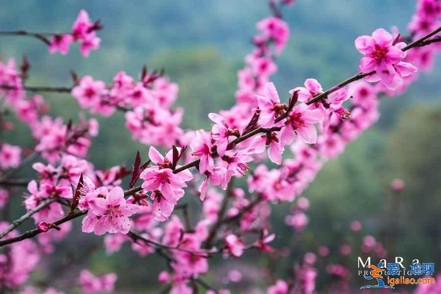 重慶去哪里賞桃花，重慶賞桃花推薦，重慶賞桃花攻略？
