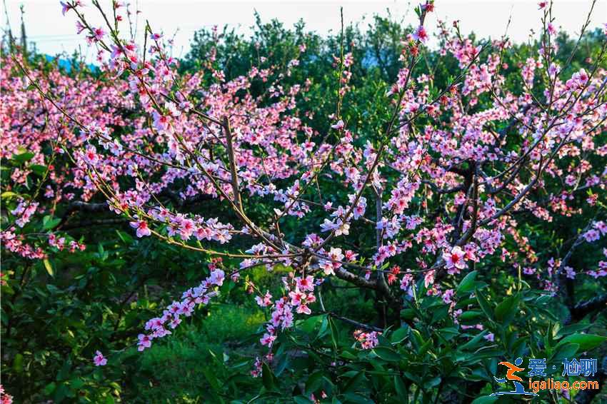 重慶去哪里賞桃花，重慶賞桃花推薦，重慶賞桃花攻略？