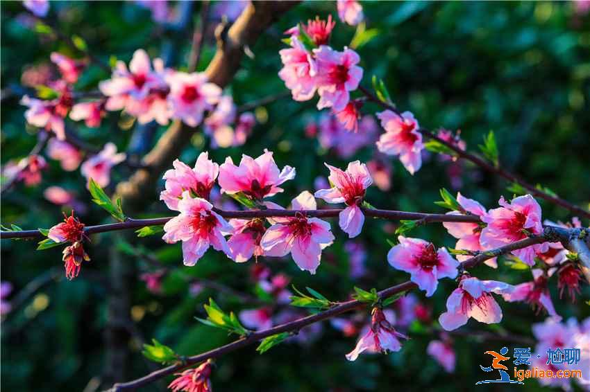 重慶去哪里賞桃花，重慶賞桃花推薦，重慶賞桃花攻略？