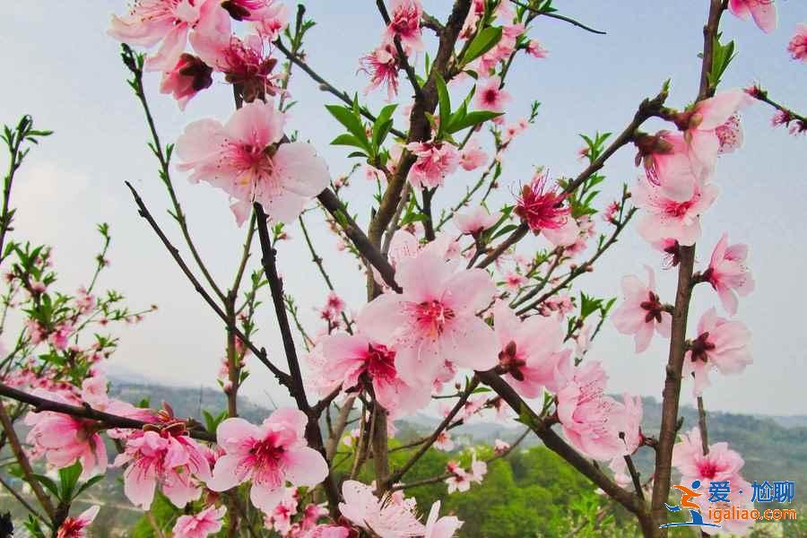 重慶去哪里賞桃花，重慶賞桃花推薦，重慶賞桃花攻略？
