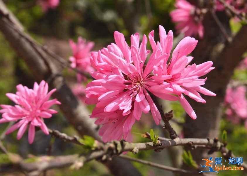 成都哪里可以賞桃花，成都賞桃花推薦，成都去哪賞桃花？