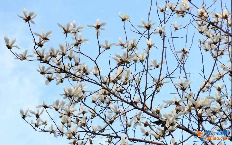 大連春季哪里可以賞花，大連春季賞花有什么推薦，大連最佳賞花地推薦？