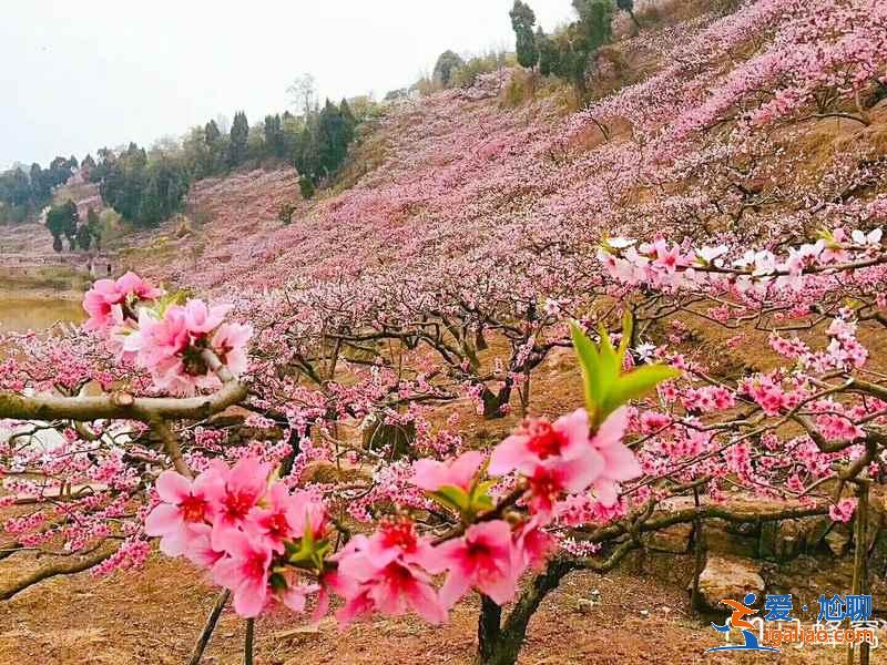 成都哪里可以賞桃花，成都賞桃花推薦，成都去哪賞桃花？