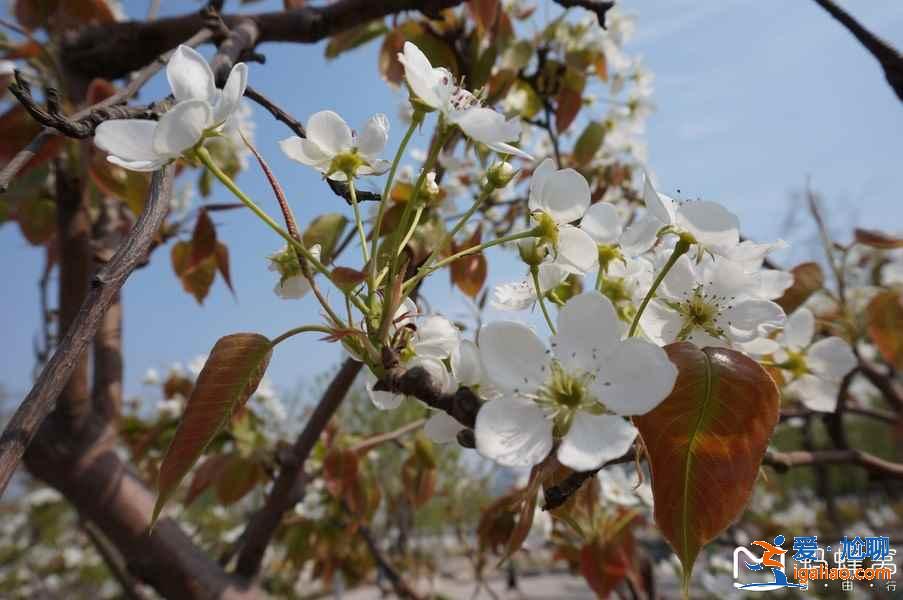 天津賞花好去處，天津有哪些賞花的地方，天津賞花攻略？