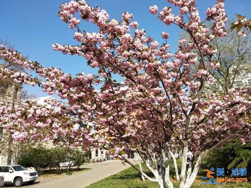 天津賞花好去處，天津有哪些賞花的地方，天津賞花攻略？