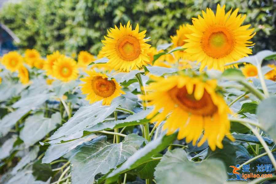 4月廣州踏青好去處，廣州4月有什么適合踏青的地方？