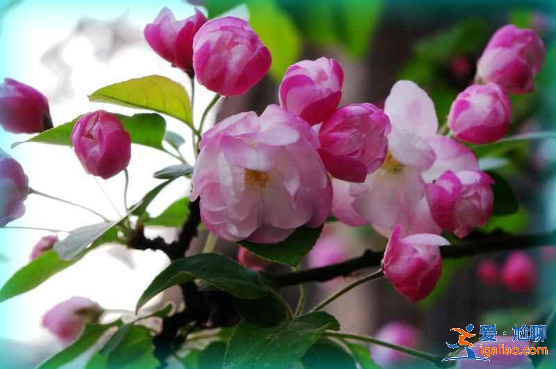 天津賞花好去處，天津有哪些賞花的地方，天津賞花攻略？