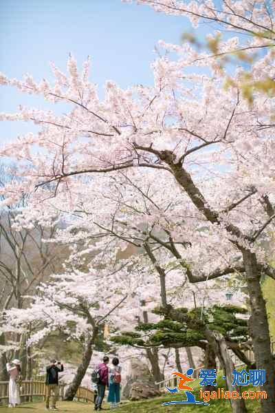 北海道櫻花多久開？北海道哪里能賞櫻？北海道賞櫻好去處推薦？