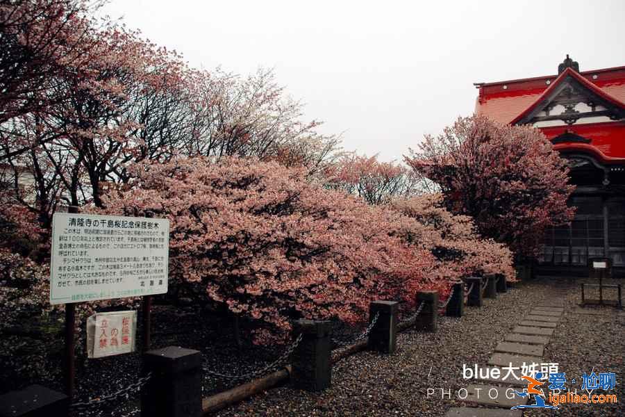 北海道櫻花多久開？北海道哪里能賞櫻？北海道賞櫻好去處推薦？