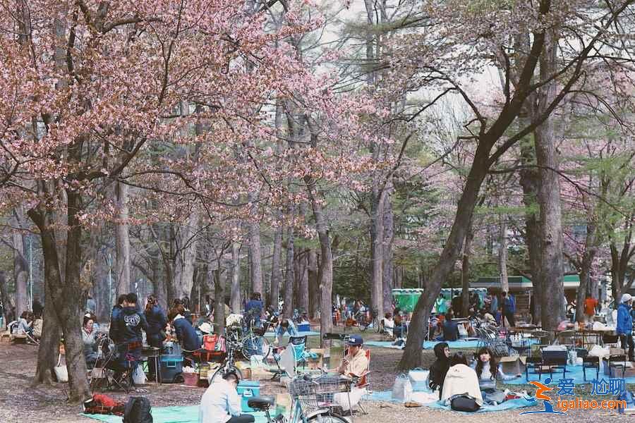 北海道櫻花多久開？北海道哪里能賞櫻？北海道賞櫻好去處推薦？