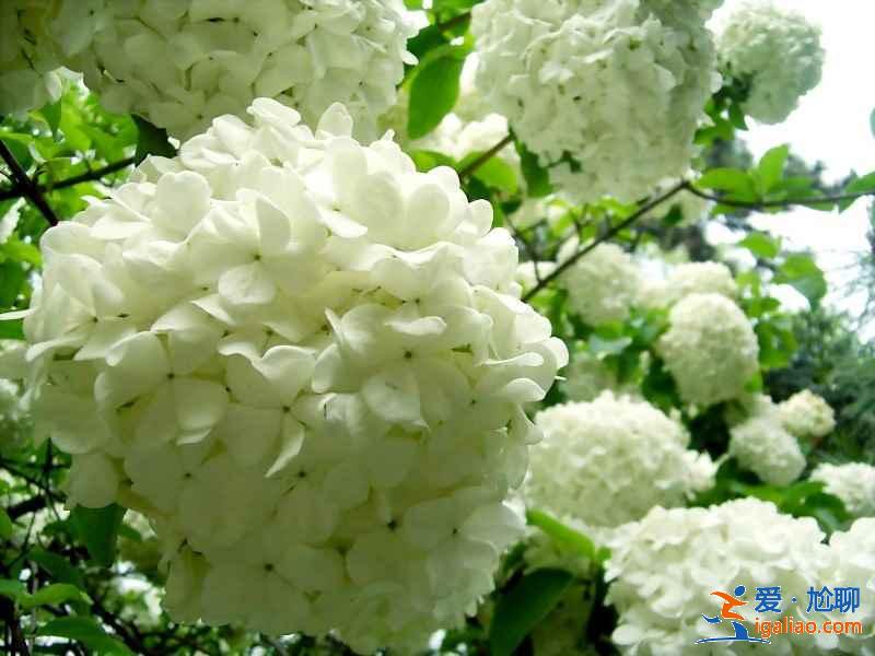 揚(yáng)州瓊花什么時(shí)候開(kāi),揚(yáng)州瓊花哪里看? 揚(yáng)州瓊花什么時(shí)候開(kāi),揚(yáng)州瓊花哪里看?