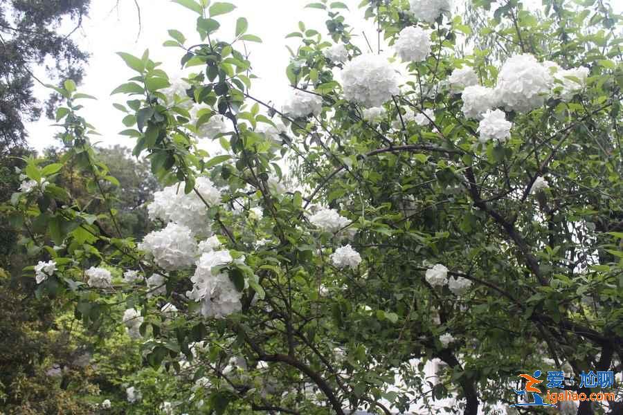 揚(yáng)州瓊花什么時(shí)候開(kāi),揚(yáng)州瓊花哪里看? 揚(yáng)州瓊花什么時(shí)候開(kāi),揚(yáng)州瓊花哪里看?