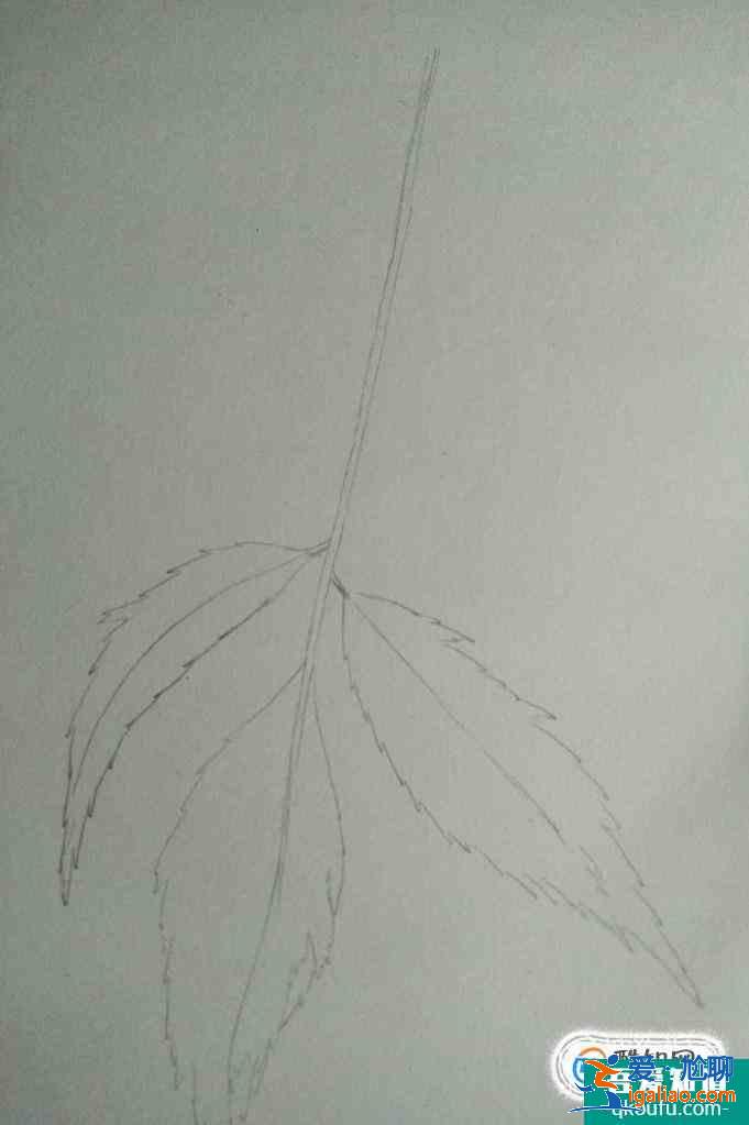 彩鉛畫(huà)葉子畫(huà)法？