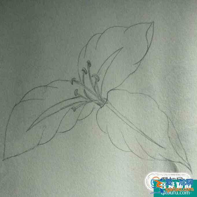 簡約小百合花怎么畫好看？