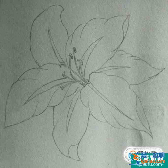 簡約小百合花怎么畫好看？