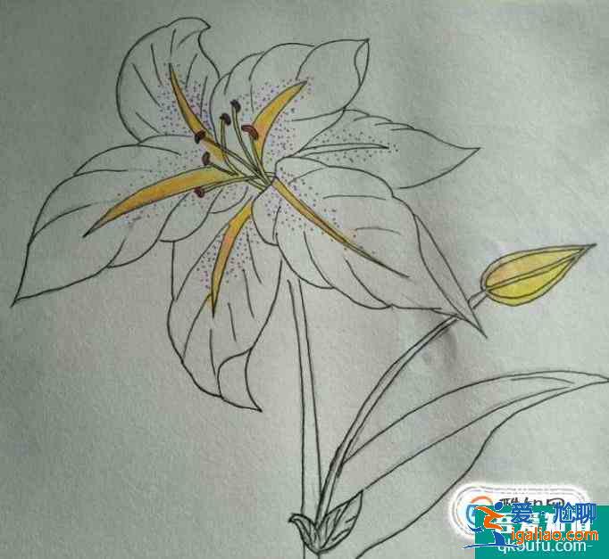 簡約小百合花怎么畫好看？