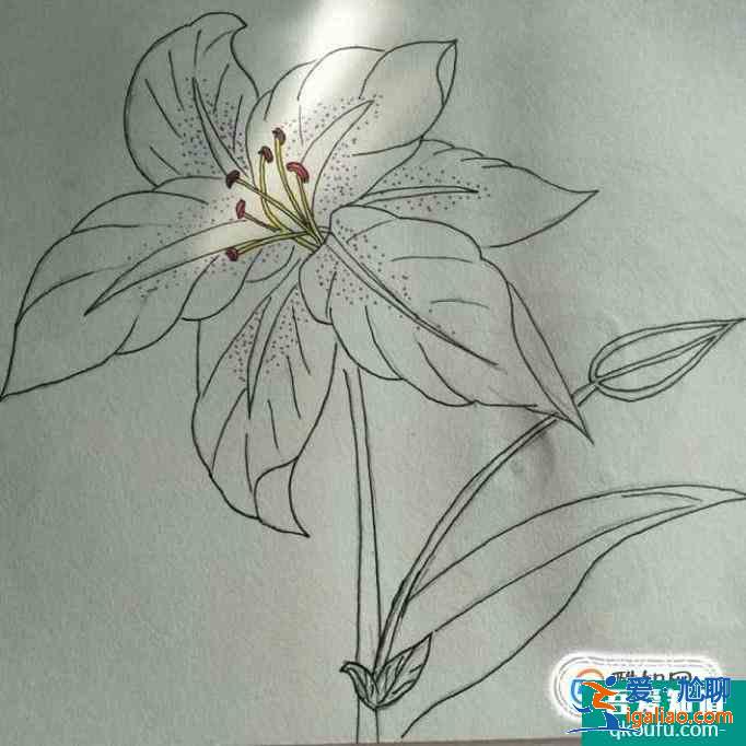 簡約小百合花怎么畫好看？