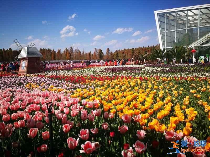 去昆明哪里賞花？昆明賞花哪里好？昆明賞花勝地盤點？
