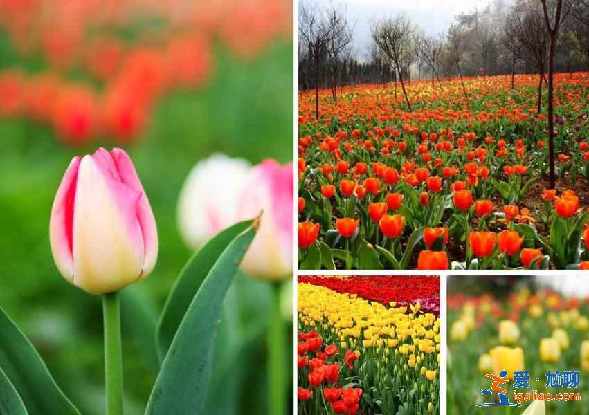 貴州三月哪里可以賞花，貴州三月賞花好去處，貴州三月賞花勝地推薦？