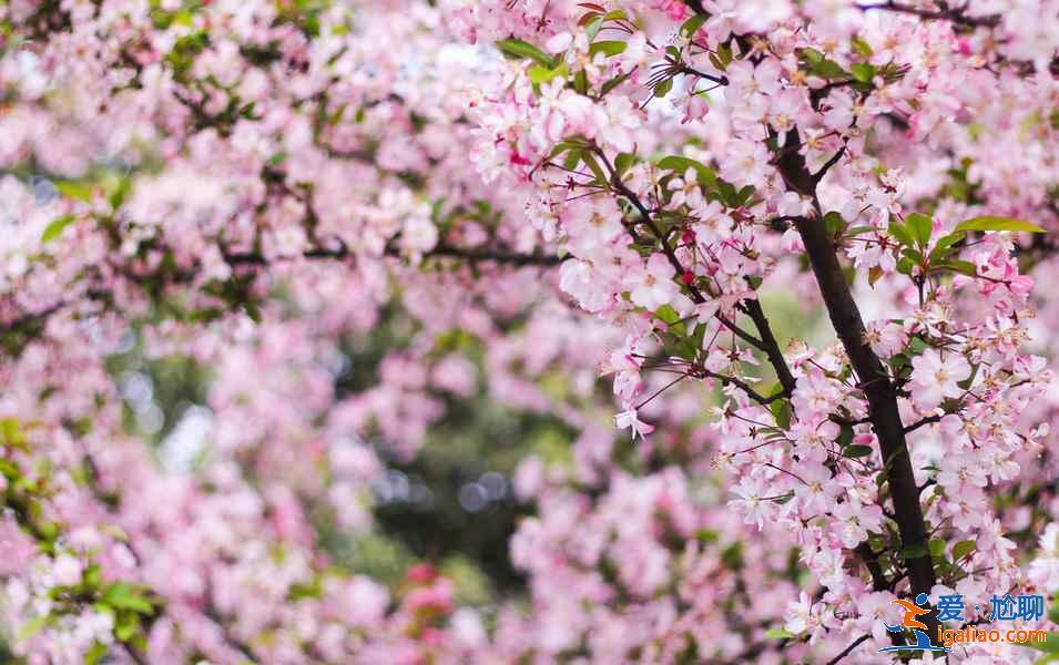 貴州三月哪里可以賞花，貴州三月賞花好去處，貴州三月賞花勝地推薦？