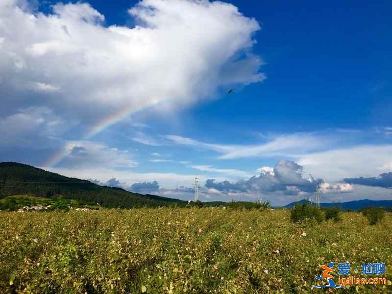 盤點全球最美賞花圣地，全世界最美賞花地推薦？