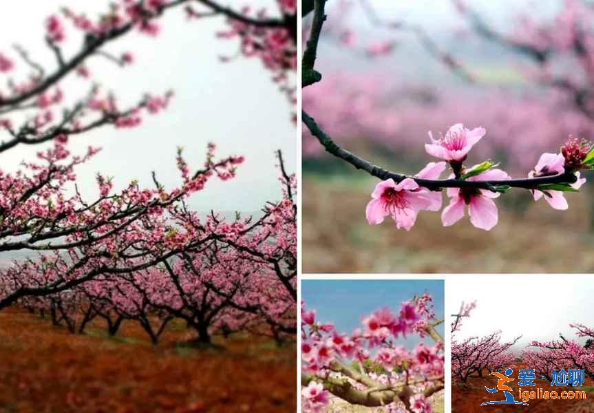 貴州三月哪里可以賞花，貴州三月賞花好去處，貴州三月賞花勝地推薦？