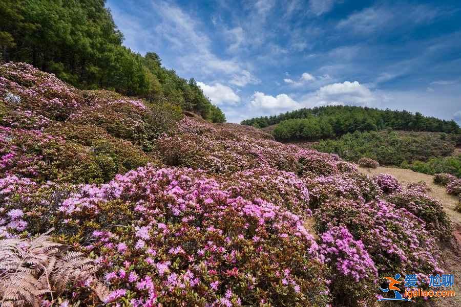 去昆明哪里賞花？昆明賞花哪里好？昆明賞花勝地盤點？