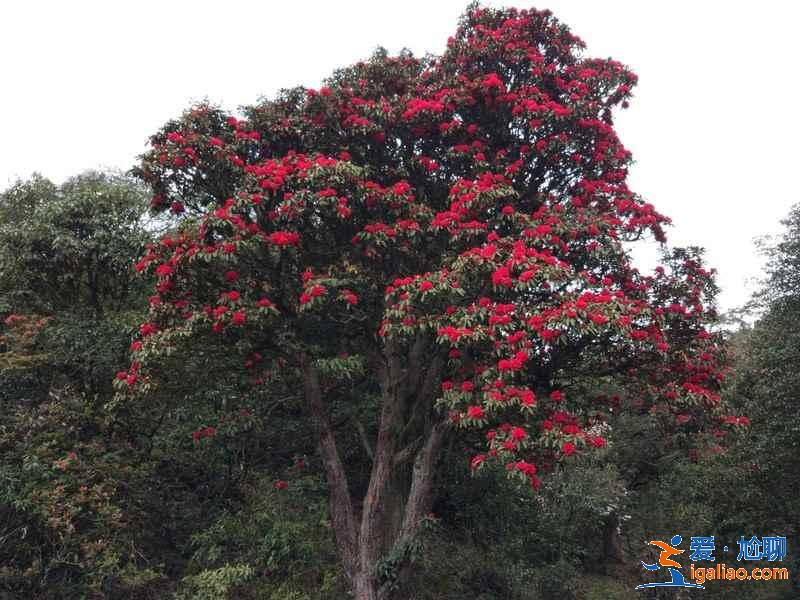 去昆明哪里賞花？昆明賞花哪里好？昆明賞花勝地盤點？