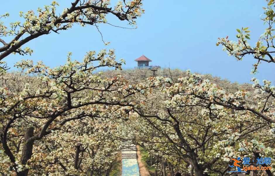 貴州三月哪里可以賞花，貴州三月賞花好去處，貴州三月賞花勝地推薦？