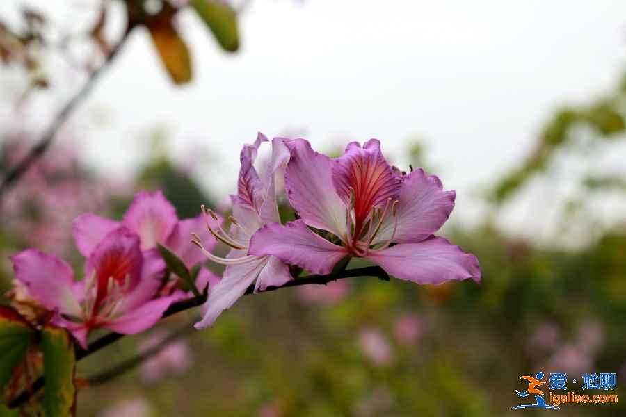 深圳三月去哪賞花，深圳三月賞花好去處，深圳三月賞花攻略？