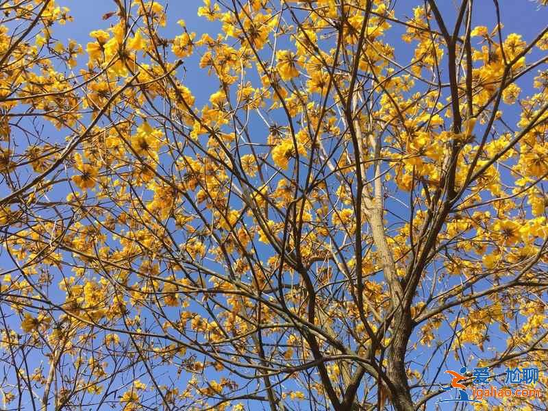 深圳三月去哪賞花，深圳三月賞花好去處，深圳三月賞花攻略？