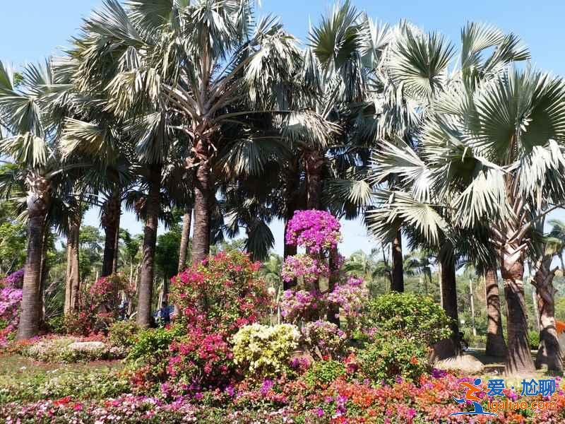 深圳三月去哪賞花，深圳三月賞花好去處，深圳三月賞花攻略？