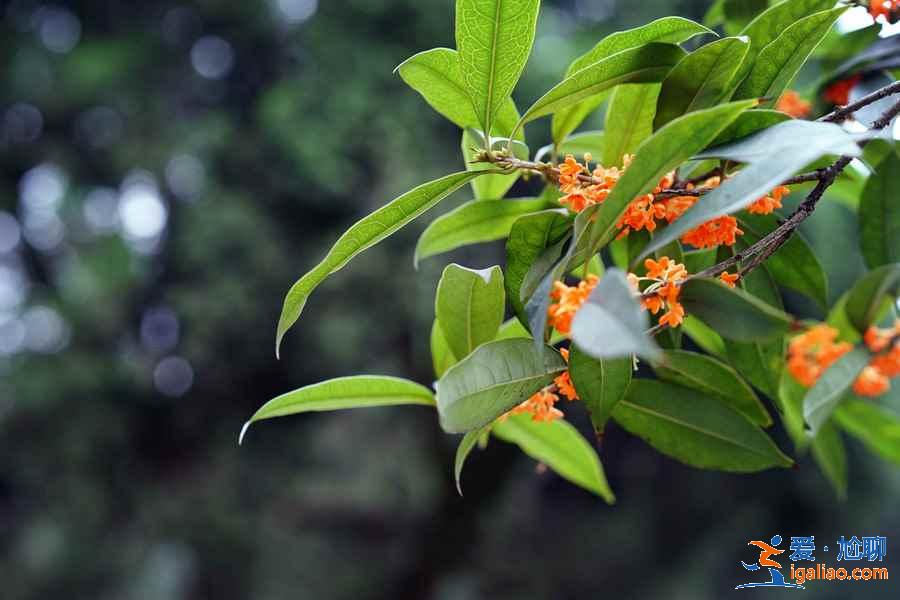 成都周末踏青好去處，成都周末踏青推薦，成都周末踏青攻略？